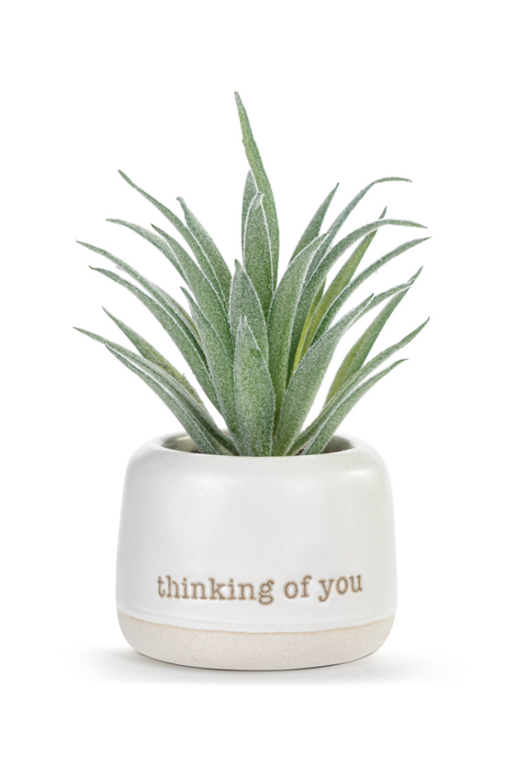 Mini Succulent - Thinking of You