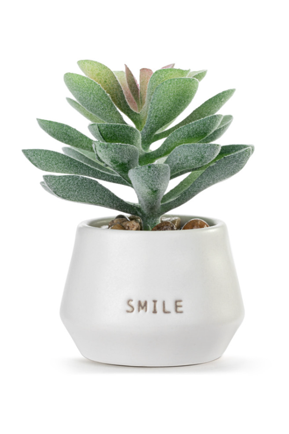 Mini Succulent - Smile
