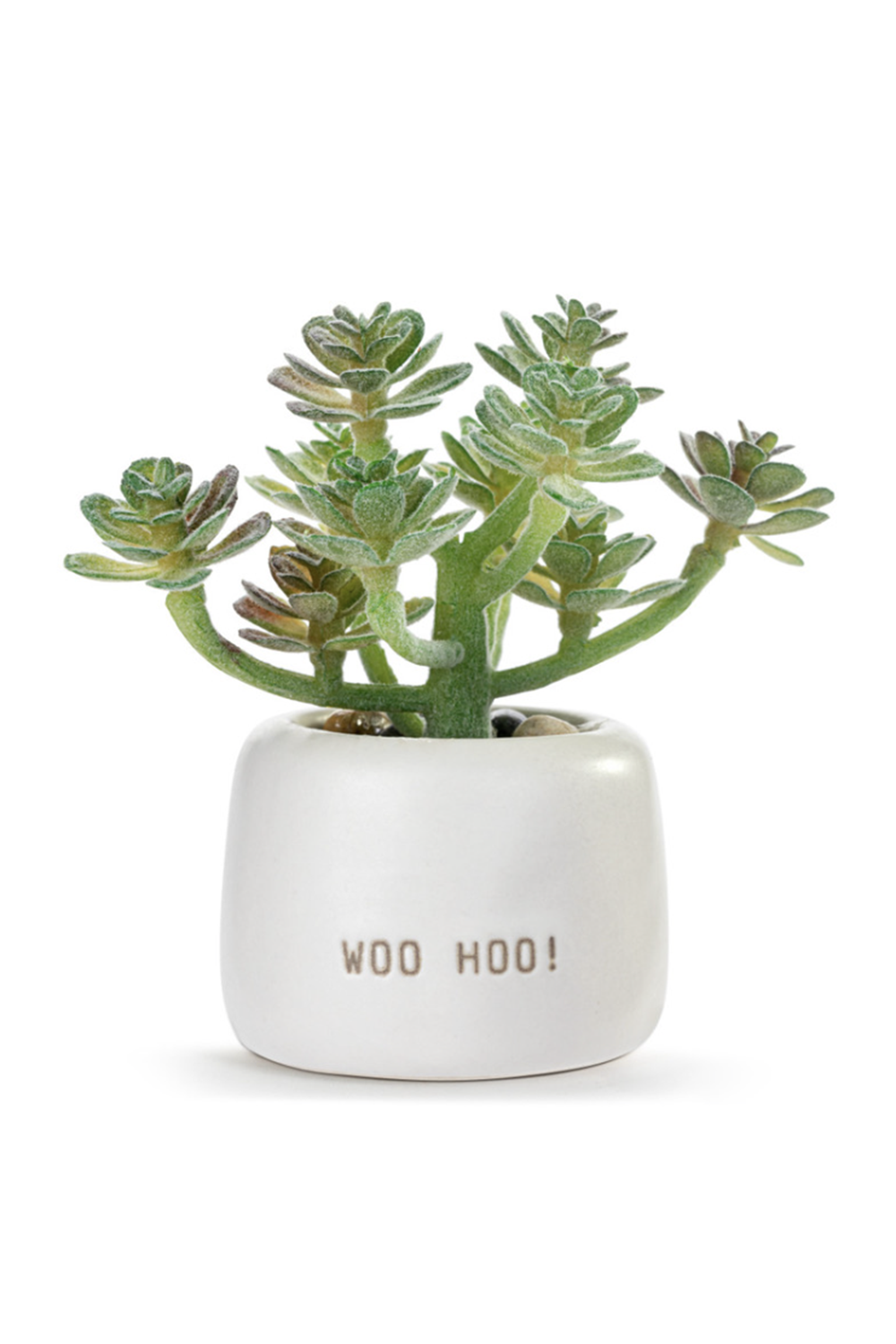 Mini Succulent - Woo Hoo
