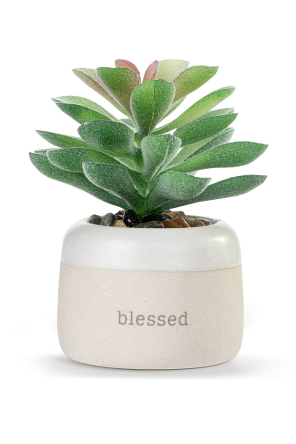 Mini Succulent - Blessed