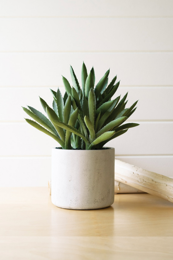 Botanical Aloe Succulent in Cement Pot