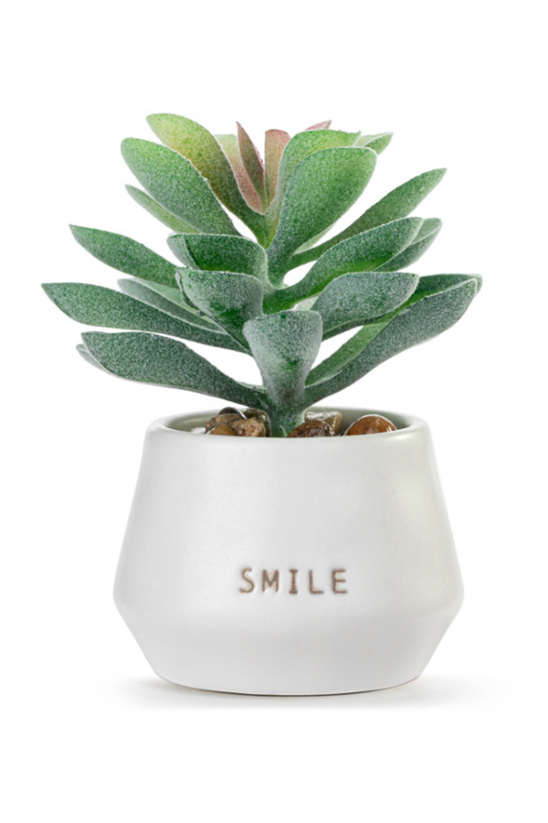 Mini Succulent - Smile