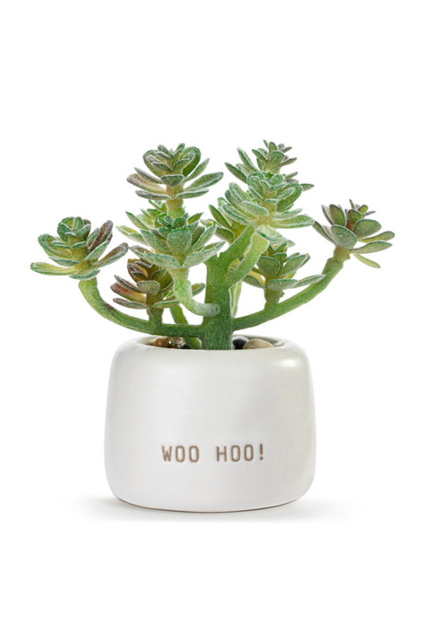 Mini Succulent - Woo Hoo