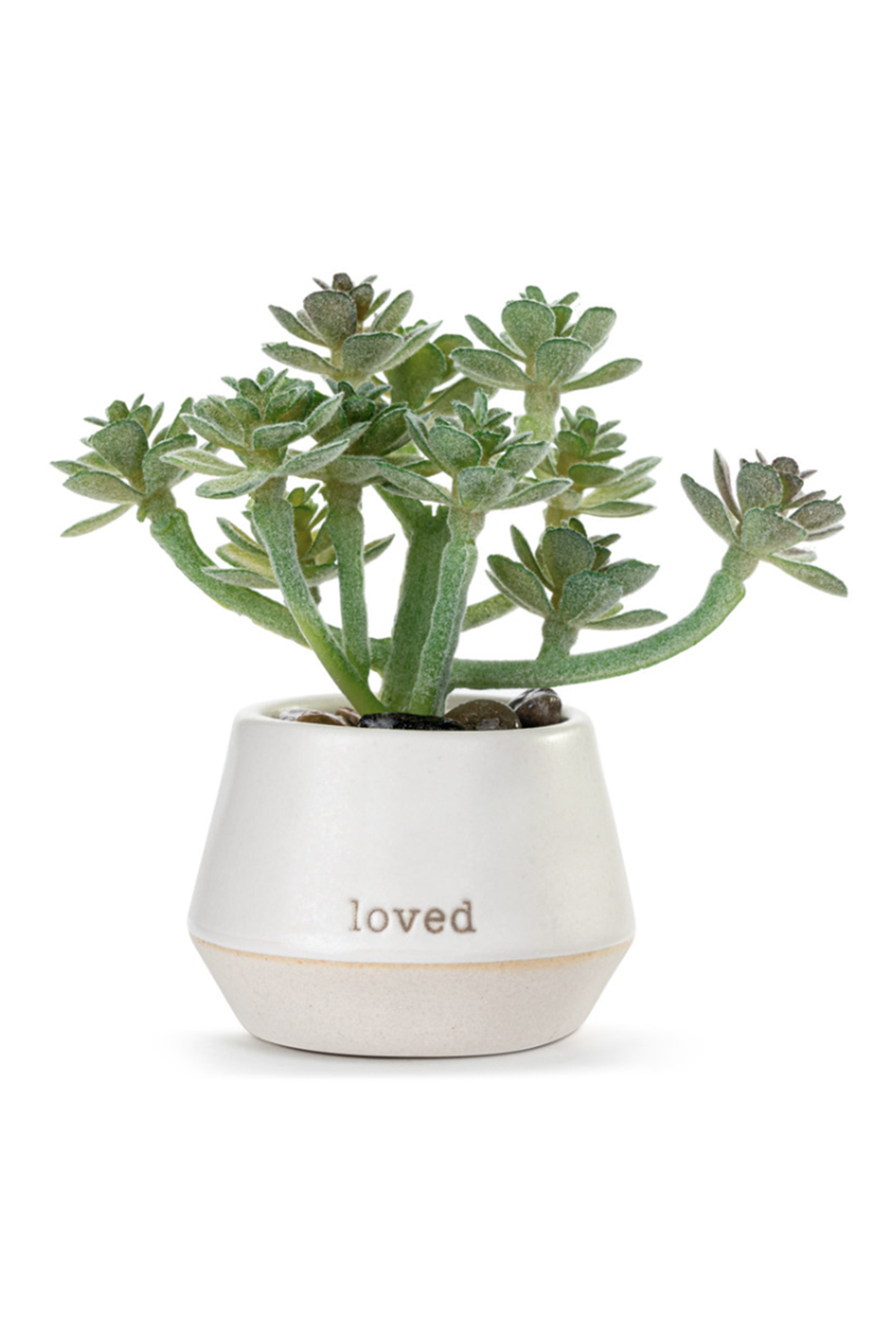 Mini Succulent - Loved