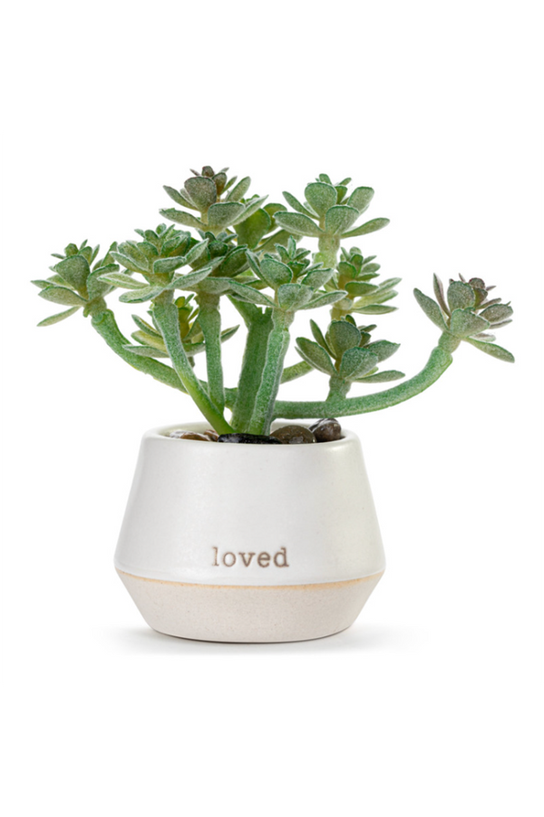 Mini Succulent - Loved