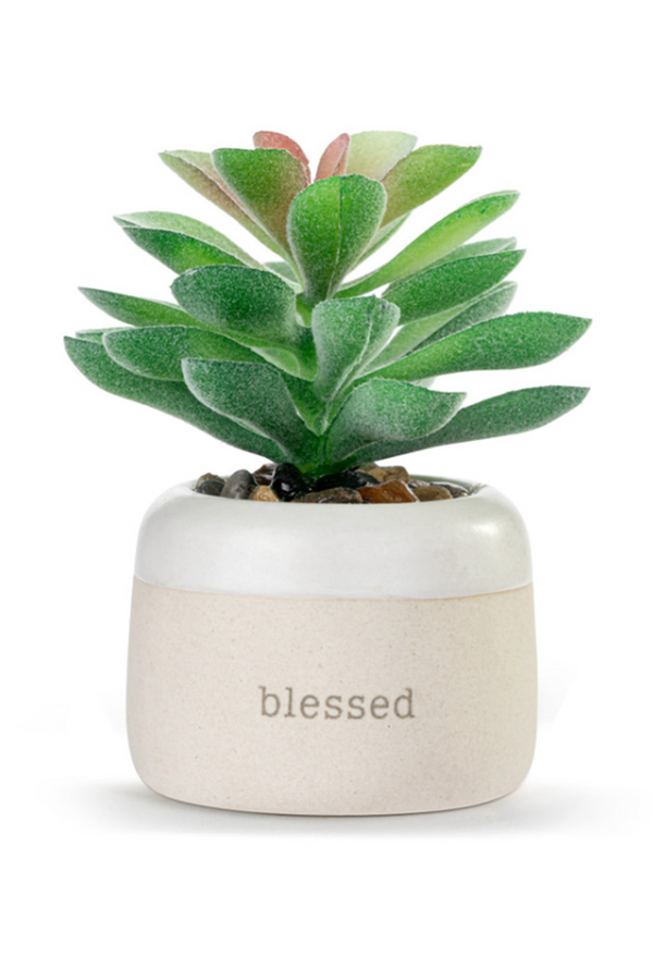 Mini Succulent - Blessed