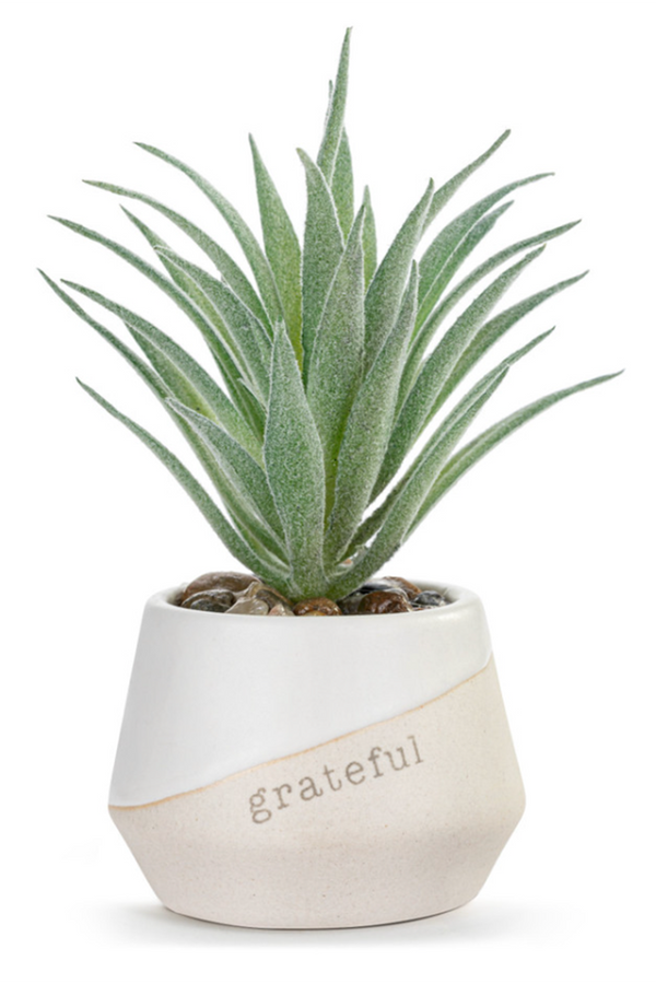 Mini Succulent - Grateful