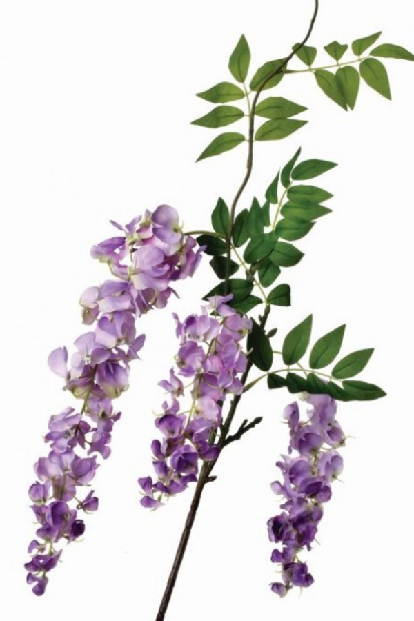 RI Wisteria Botanical Branch