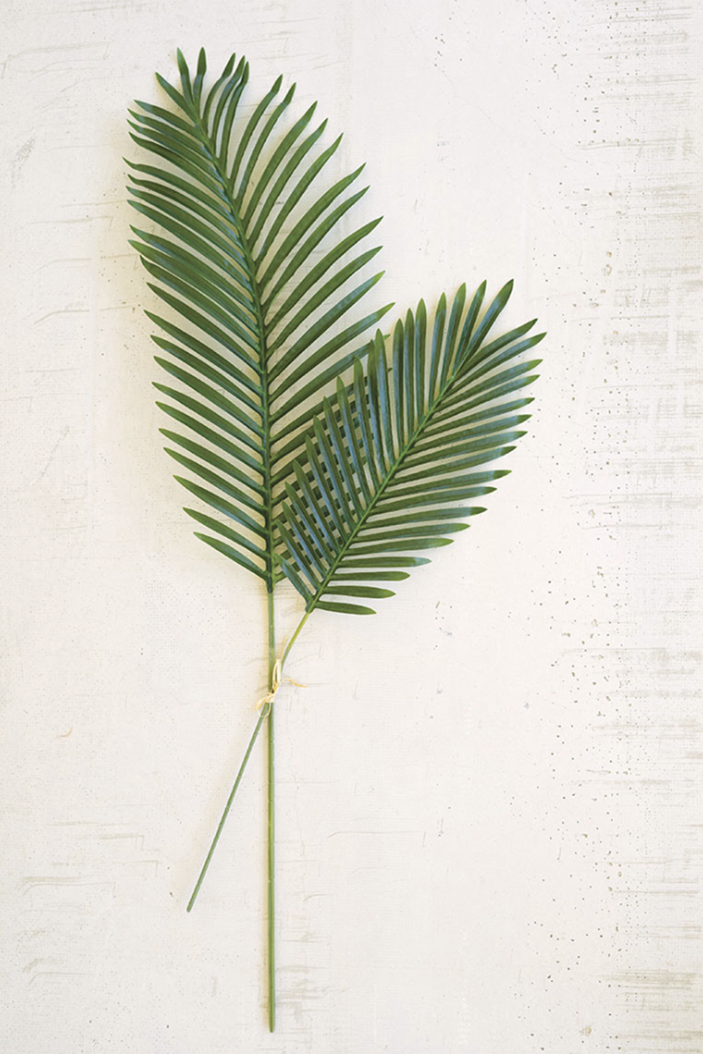 palm frond plant Botanical Palm Frond Bundle