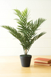 Botanical Areca Palm in Pot