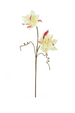 Botanical White + Red Blossoms Stem 2666