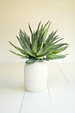 Botanical Aloe-Ha Stem 3411