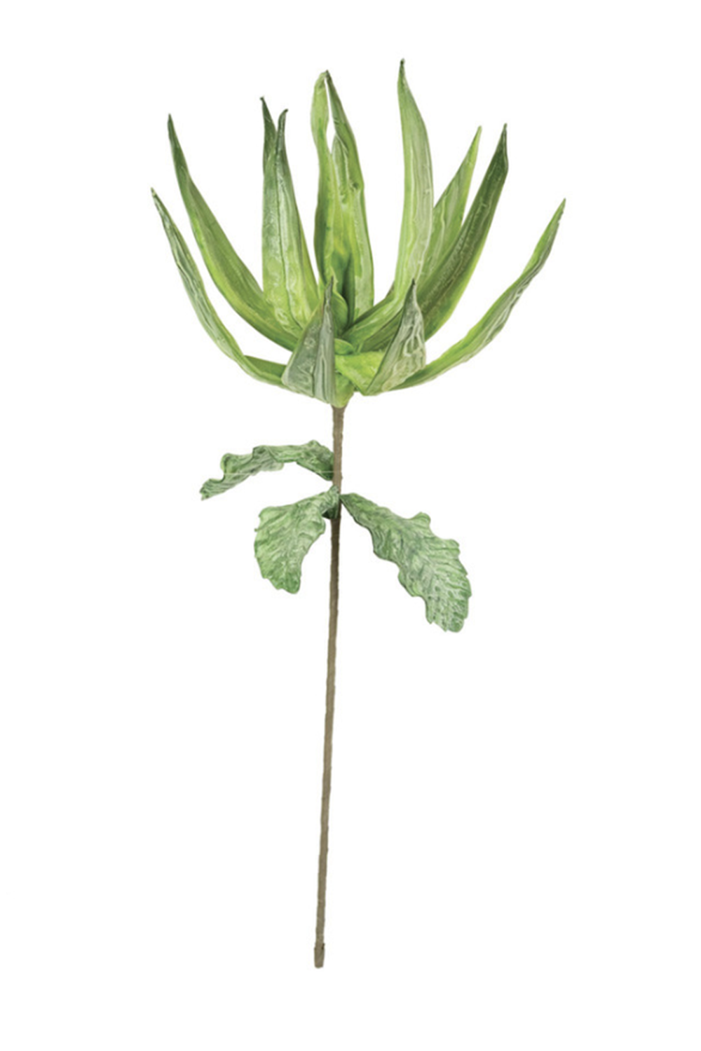 Botanical Aloe-Ha Stem 3411